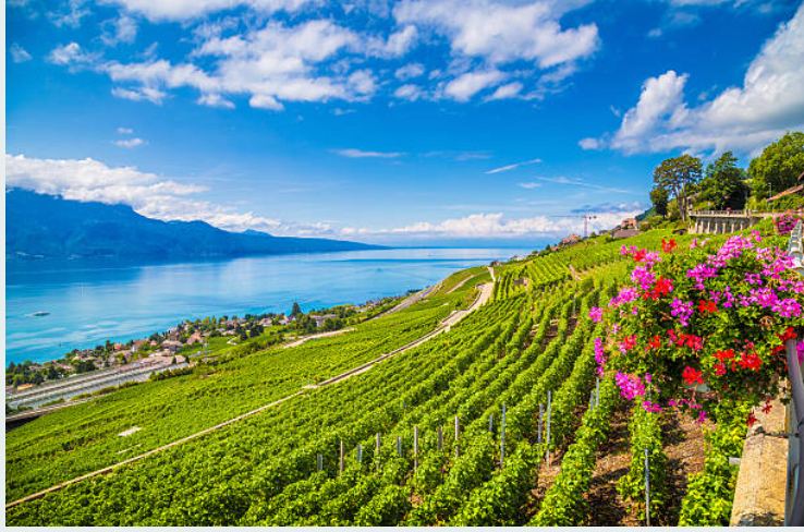 Itinéraire œnotouristique personnalisé en Europe / Vin & Gastronomie